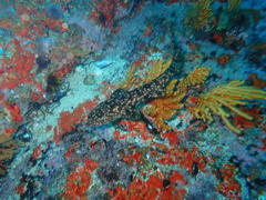 Haploblepharus pictus