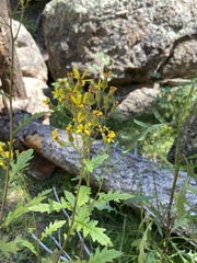 Senecio eremophilus