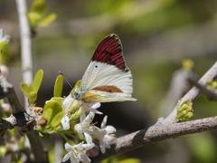 Colotis celimene pholoe