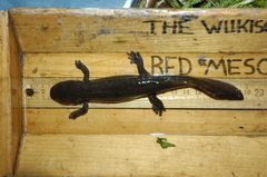 Dicamptodon aterrimus