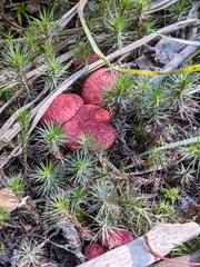 Suillus paluster