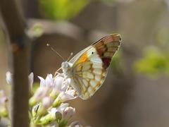 Colotis celimene pholoe