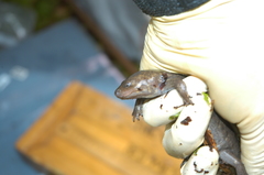 Dicamptodon aterrimus