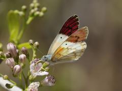 Colotis celimene pholoe