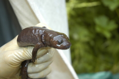 Dicamptodon aterrimus