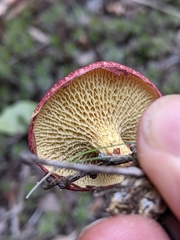 Suillus paluster