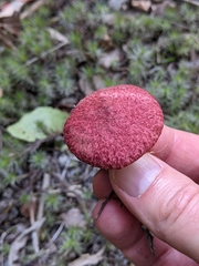 Suillus paluster