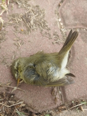 Phylloscopus borealis