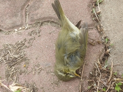 Phylloscopus borealis