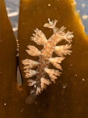 Hancockia californica image