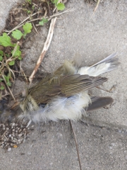 Phylloscopus borealis