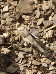 Sphingonotus scabriculus