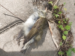 Phylloscopus borealis