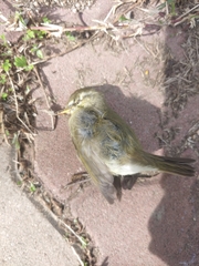 Phylloscopus borealis