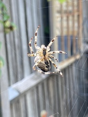 Araneus diadematus