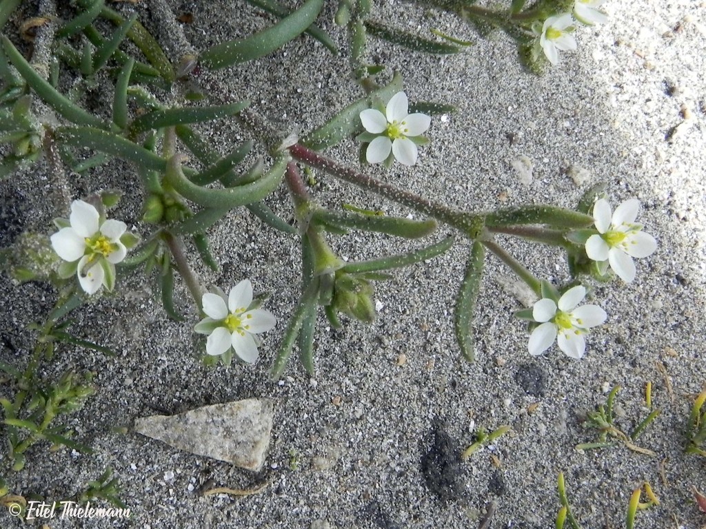 Spergularia cremnophila