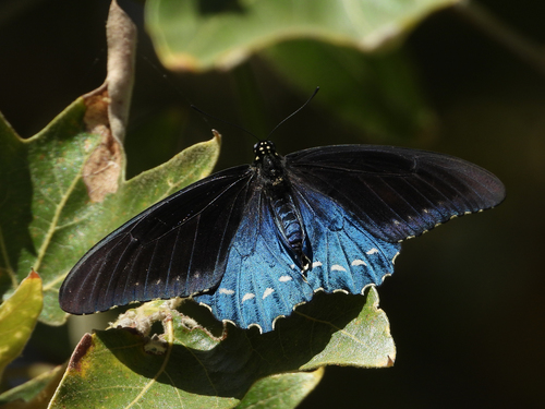 Pipevine swallowtail