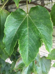 Parthenocissus tricuspidata