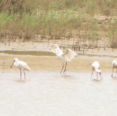 Ardea alba melanorhynchos