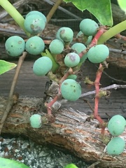 Parthenocissus tricuspidata