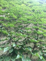 Parthenocissus tricuspidata