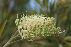 Grevillea exul