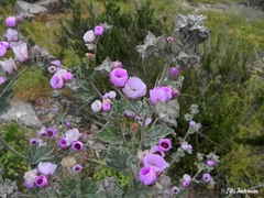 Sphaeralcea obtusiloba