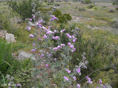 Sphaeralcea obtusiloba