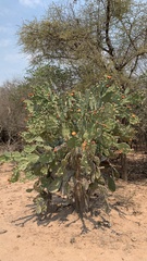 Opuntia quimilo