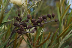 Grevillea exul