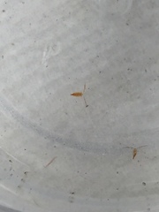Neocopepoda