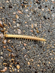 Hemiscolopendra marginata