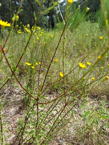 Image of Chrysopsis linearifolia by (c) Athena Philips, some rights reserved (CC BY)