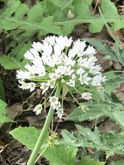 Allium fraseri