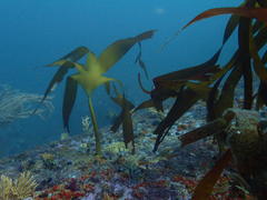 Laminaria pallida
