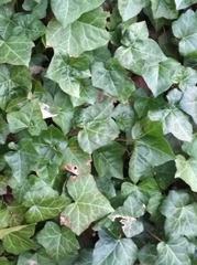 Hedera helix