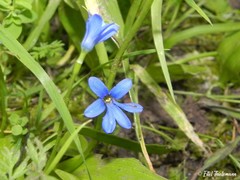 Tecophilaea violiflora