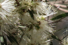 Melaleuca groveana