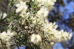 Melaleuca groveana