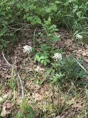 Allium fraseri