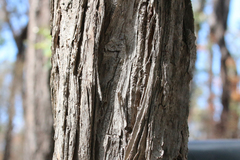 Melaleuca groveana