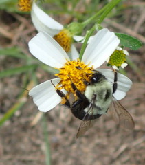 Bombus impatiens image