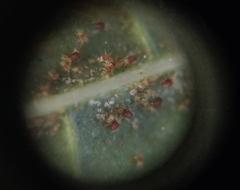 Tetranychus lintearius