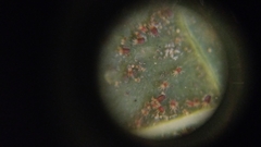 Tetranychus lintearius