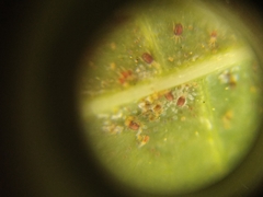 Tetranychus lintearius