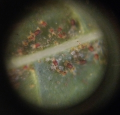 Tetranychus lintearius