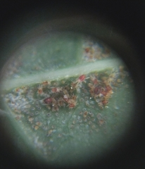 Tetranychus lintearius