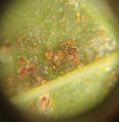 Tetranychus lintearius