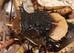 Acanthoproctus cervinus