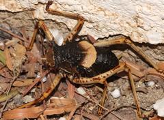 Acanthoproctus cervinus